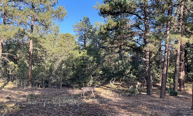 Vacant Land for sale in Walsenburg, Colorado